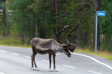 Reindeers pasturing in the wild have been accustomed to people and human settlements. A reindeer standing in the middle of a road. © Marko Hannula