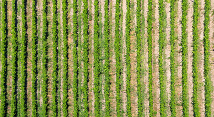 scenic vineyard  at Leiwen, Trittenheim