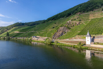 Fototapeta na wymiar scenic moselle river loop at Leiwen, Trittenheim
