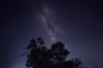 Obraz na płótnie Canvas night photo. Tree and Milky Way, starry sky.
