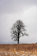 Linden tree silhouette on gray sky background