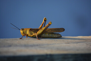 grasshopper on the ground