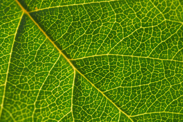 Naklejka na ściany i meble Leaf of a tree close-up. Mosaic pattern of a net of yellow veins and green plant cells. The sun shines through the leaf. Vivid background or wallpaper on a floral theme. Macro