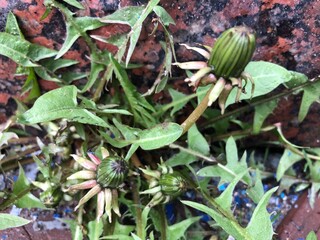 Green dandelion buds and leaves grow up near the granite wall