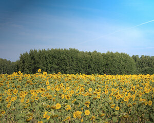 Fototapeta premium fileld of sunflowers 