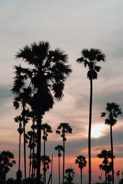Beautiful evening sugar palms on nature background, food,copy space