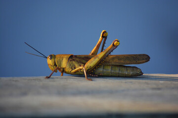 grasshopper on the ground