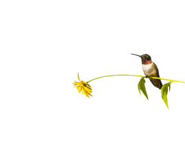 Male ruby throated hummingbird perched on a flower on white.