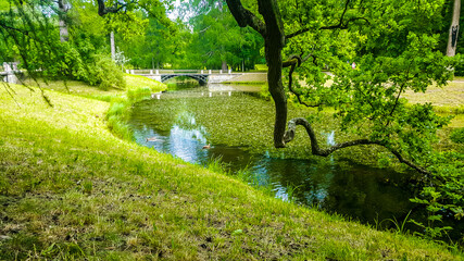 Summer landscape with river in the forest. Tsarskoye Selo (Pushkin), St. Petersburg, Russia
