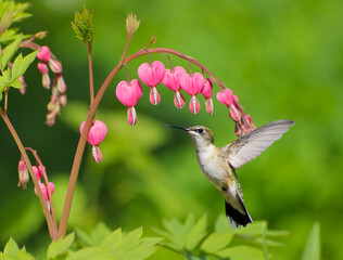 Ruby throated hummingbird approaching bleeding heart flowers.