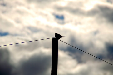 Silhouette of a bird that sits on a pole