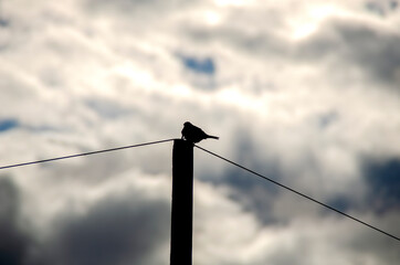 Silhouette of a bird that sits on a pole