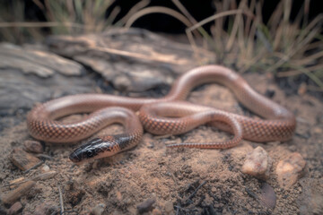 Wild orange-naped snake (Furina ornata) at night in northern Australia