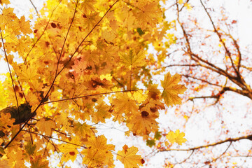 Maple yellow leaves in the park