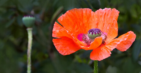 Fototapeta premium Close Up shot of a large red poppy isolated on green.