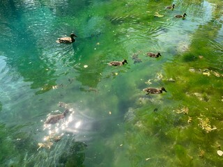 Ducks on a lake