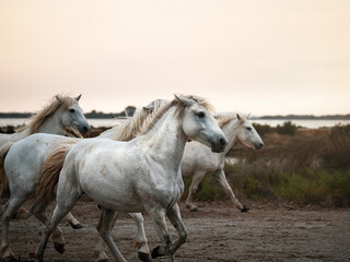 Fototapeta na wymiar Camargue horses