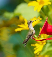 Ruby throated hummingbird female perched at feeder.