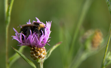 bumblebee on a flower