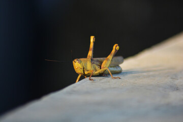 grasshopper on the ground