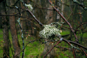 lichen on branches