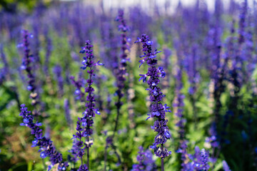 Lavender flowers at sunset in a soft focus, pastel colors and blur background. Violet lavender field .