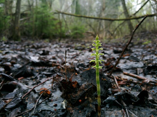 Horsetail rising up from the leaves