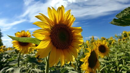 Sunny sunflowers in the fields of Ukraine.