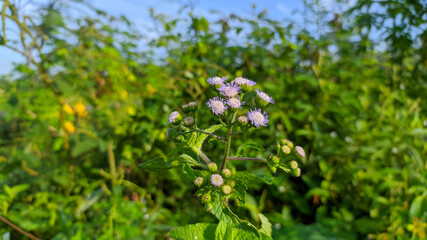 Beautiful flowers taken at very close range