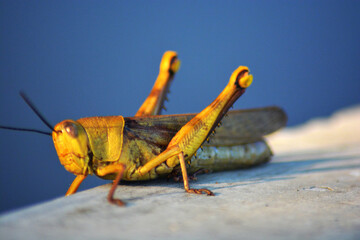 grasshopper on the ground