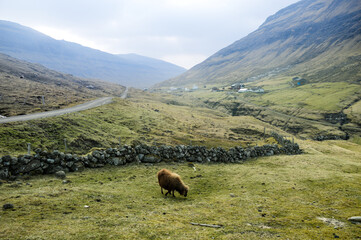 Amazing view in Faroe Islands (Denmark, Europe). Beautiful Panoramic Scene Of Nordic Islands