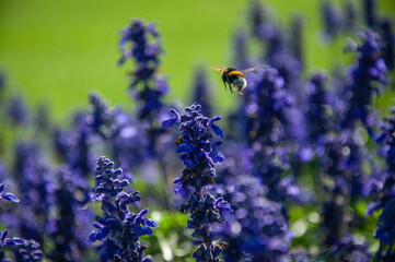 Purple flowers with bee hanging around