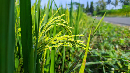 green paddy taken in rice fields