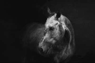 Black and white horse