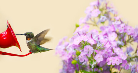 Molting male ruby throated hummingbird at feeder.