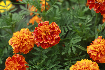 Orange blooming black marigolds (marigolds) in the summer on a flower bed in the park.