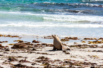 Two australian Sea Lions (Neophoca cinerea) on the Kangaroo Island beach, South Australia, Seal bay