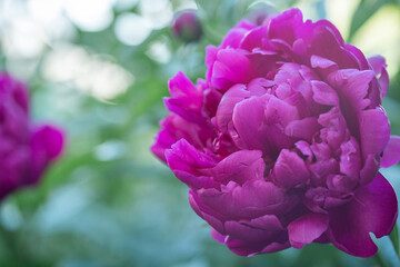 Beautiful pink peonies in the garden. Garden peonies flowers with water drops