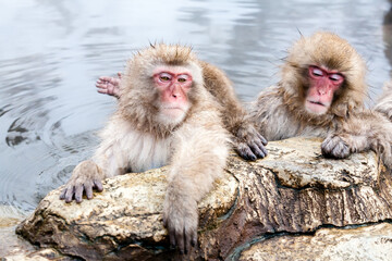 Funny Japanese macaques sitting in a hot spring. Snow monkeys (Macaca fuscata) Japan, Nagano Prefecture.