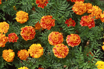 Orange blooming black marigolds (marigolds) in the summer on a flower bed in the park.
