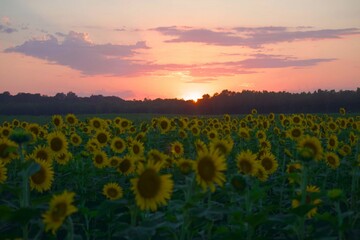 Fototapeta premium Sunflower Sunset
