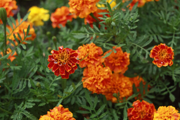 Orange blooming black marigolds (marigolds) in the summer on a flower bed in the park.