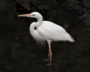 White Heron bird stock photo.  White Heron close-up profile view in the water displaying white body, head, eye, beak, long neck, with a black contrast background in its environment and habitat.