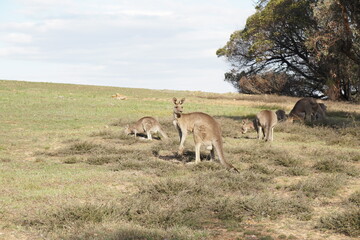 kangaroo in the wild