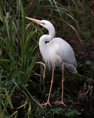 White Heron bird stock photo.  White Heron bird close-up profile view displaying white feather plumage, body, head, eye, beak, long neck, with a foliage background in its environment and habitat. 