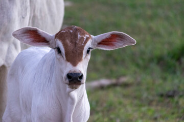 nelore calf in the pasture