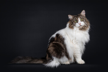 Majestic senior Norwegian Forestcat, sitting side ways, looking at camera with green eyes. Isolated on black background.