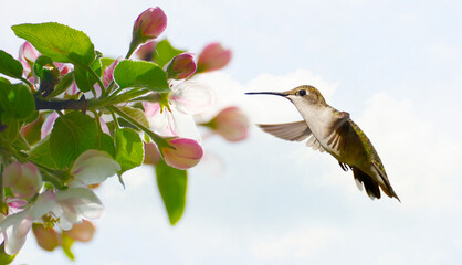 Hummingbird in motion at apple blossoms in spring.