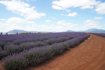 lavender field