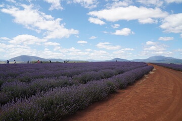 lavender field